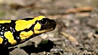 Still from 'In the  Territory of the Fire Salamander'.