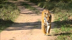 Still from 'In Search of Tigers'.