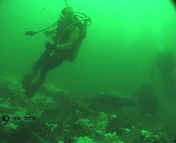 Through murky green water: a diver and seals.