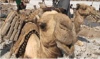Loaded camel