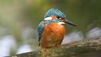 Still from and link to  'Shugboroughs Kingfishers'.