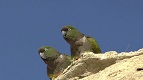 Still from and link to 'Hudsons Patagonian Parrot'. 